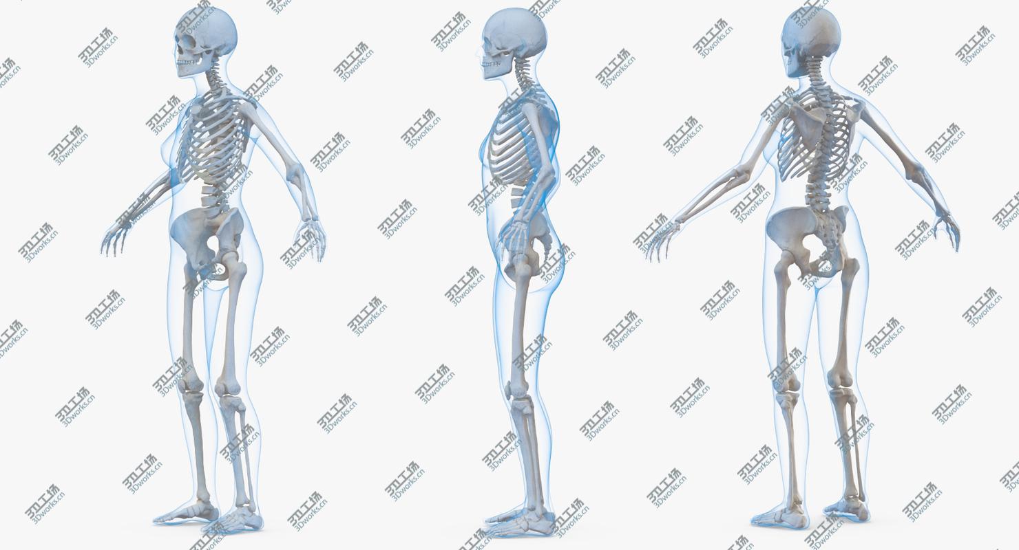 images/goods_img/2021040231/3D Female Body with Skeleton/5.jpg